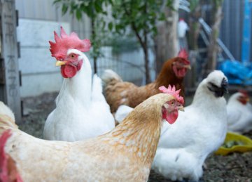 Keeping other domestic animals